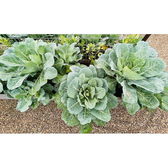 250 Seeds VATES COLLARDS Collard Greens Brassica Oleracea Acephala Vegetable Seeds