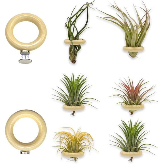 NOGIS 6 PCS Magnetic Air Plant Holder, Wooden Round Refrigerator Magnet Planter Stand, Mini Wall Mount Air Plant Holder Ring for Tillandsia, Bromeliads, Dried Flowers, Office & Home Décor