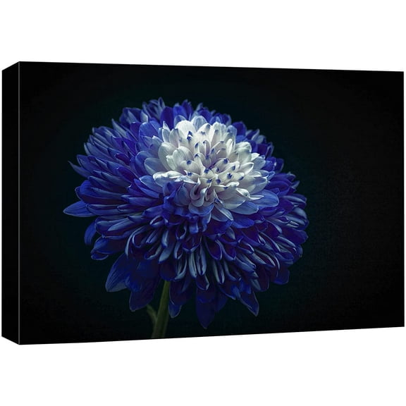 wall26 Canvas Print Wall Art Blooming Blue White Chrysanthemum Flower Nature Floral Photography Realism Botanical Wilderness Zen Rustic Colorful Decorative for Living Room, Bedroom, Office - 16"