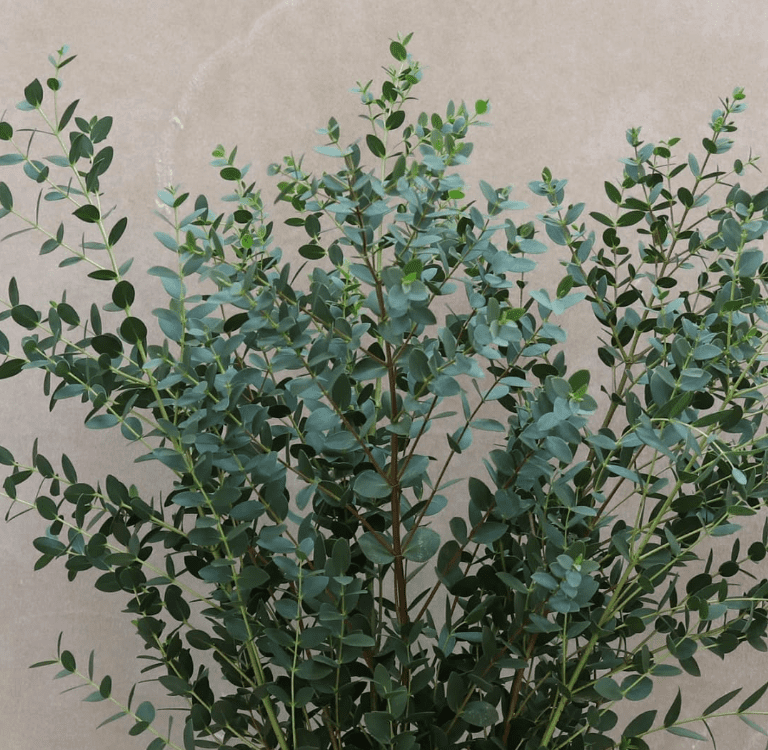 Silver Dollar Eucalyptus Live Plant, 5–7 Inch Tall Starter, Fragrant Eucalyptus Tree for Indoor or Outdoor Planting