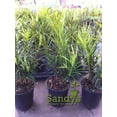 thumbnail image 4 of Podocarpus Macrophyllus, Durable Japanese Yew Shrub, Quart Pot, 4 of 4