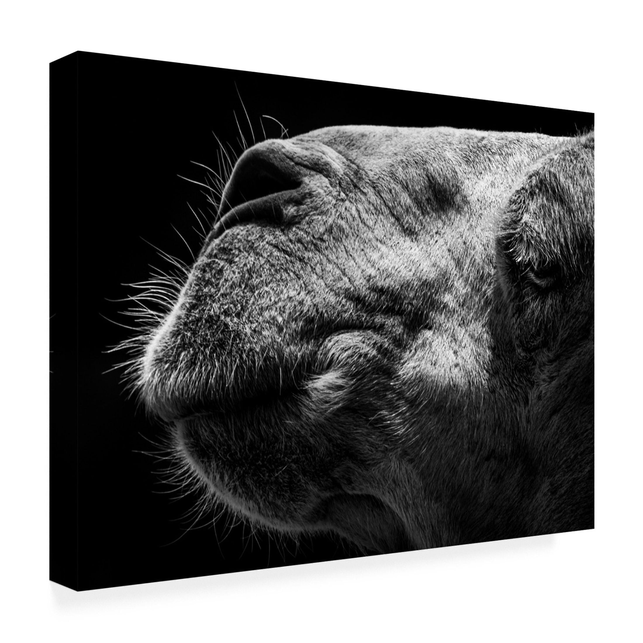 Trademark Fine Art Sultan Camel Canvas Wall Art