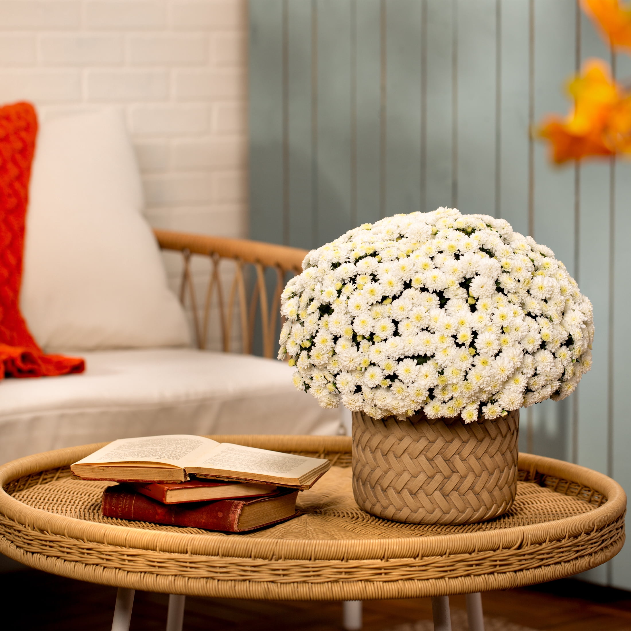 Expert Gardener 3qt White Mum in 7" Jack-O-Lantern Planter (1-pack), Fall Decor