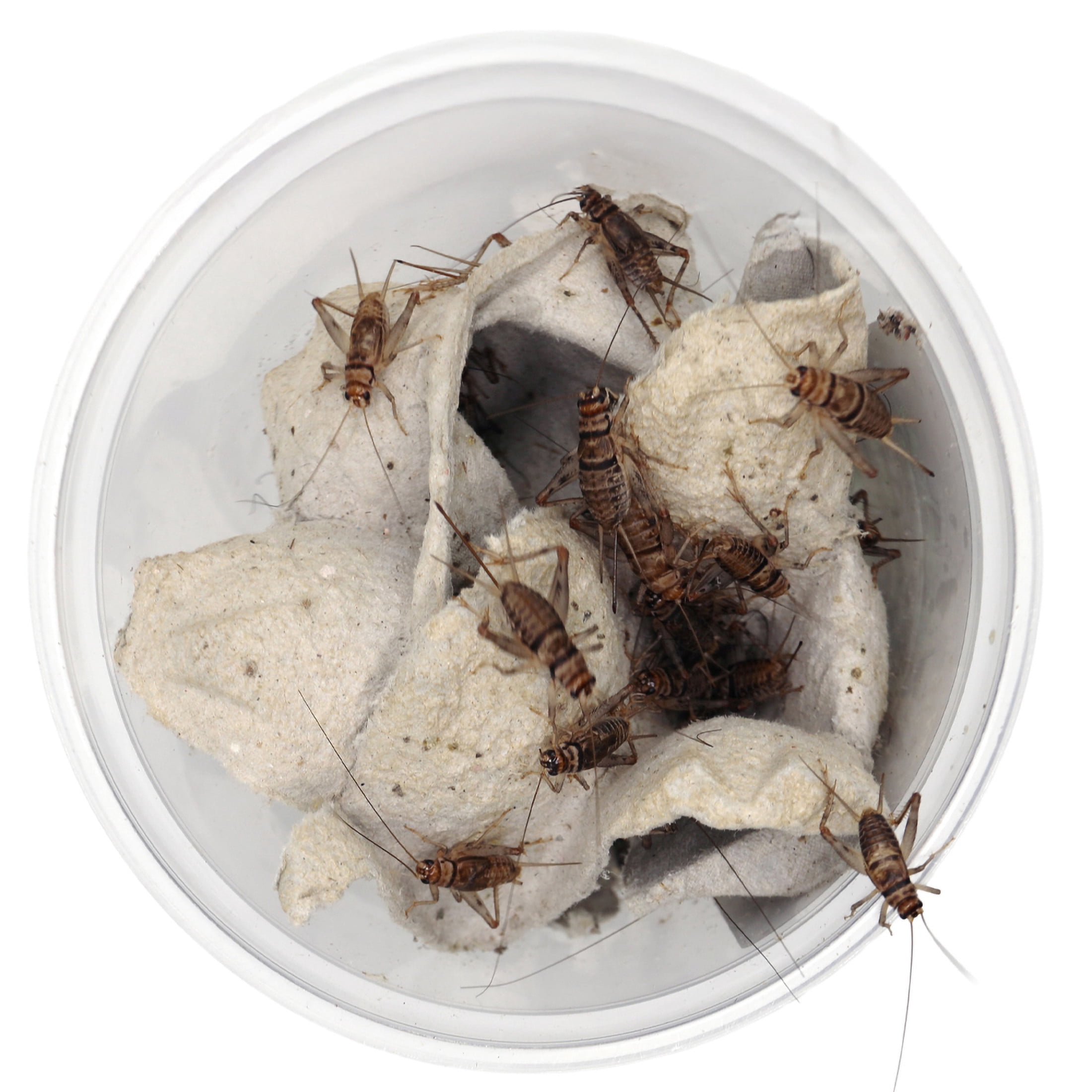 ReptiCulture 3/4" Tropical Banded Cricket 100 ct