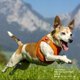 thumbnail image 3 of Arnés para perros, chaleco para perros, arnés ajustable para perros, chaleco de malla de aire suave para perros pequeños, color naranja, talla M JM, 3 of 5