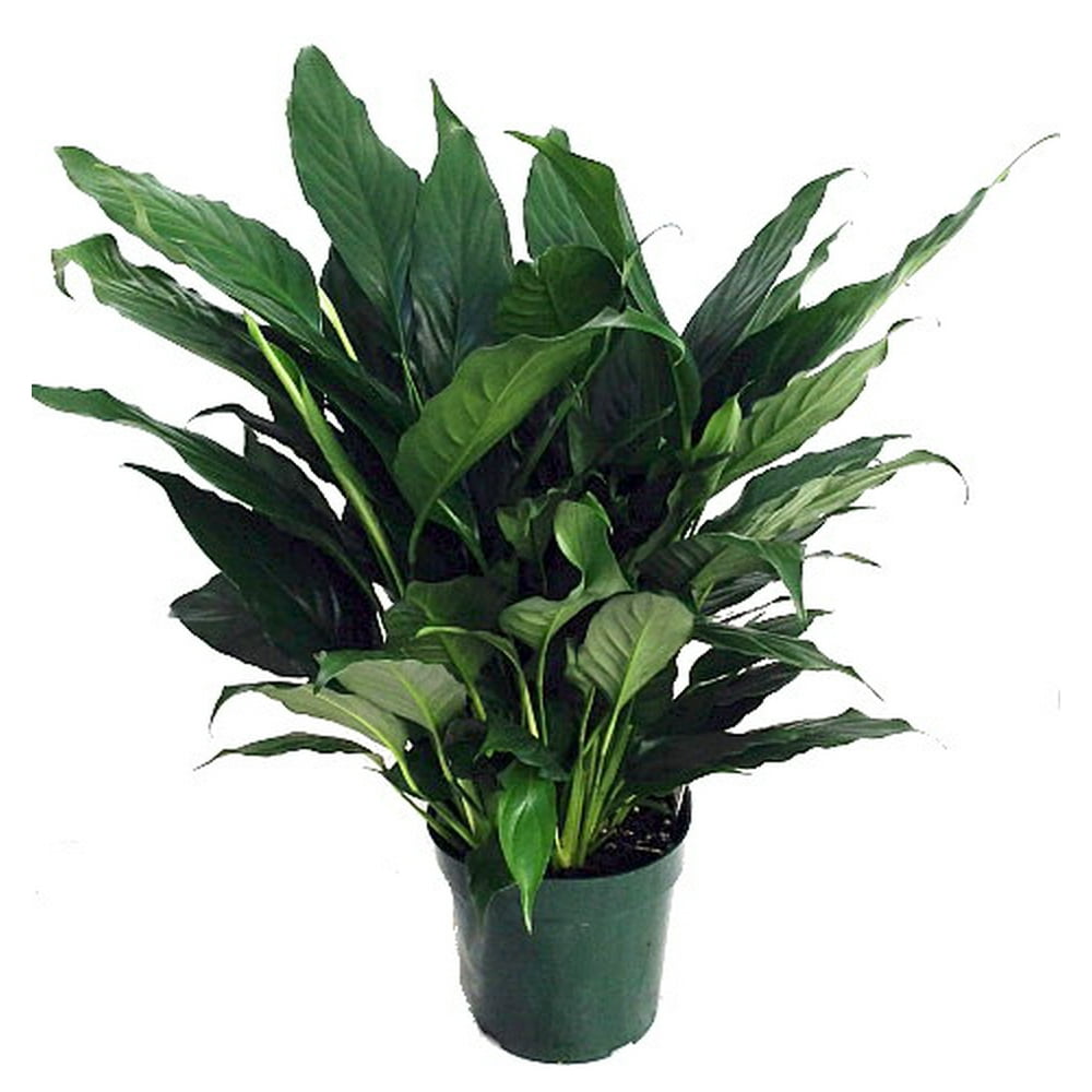 Hirt�s Peace Lily Plant Spathyphyllium Great House