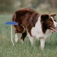 thumbnail image 4 of Dog Puppy Tie Out Stake Pet Leash Anchor Stake for Outdoors Yard Camping (Random Color), 4 of 8