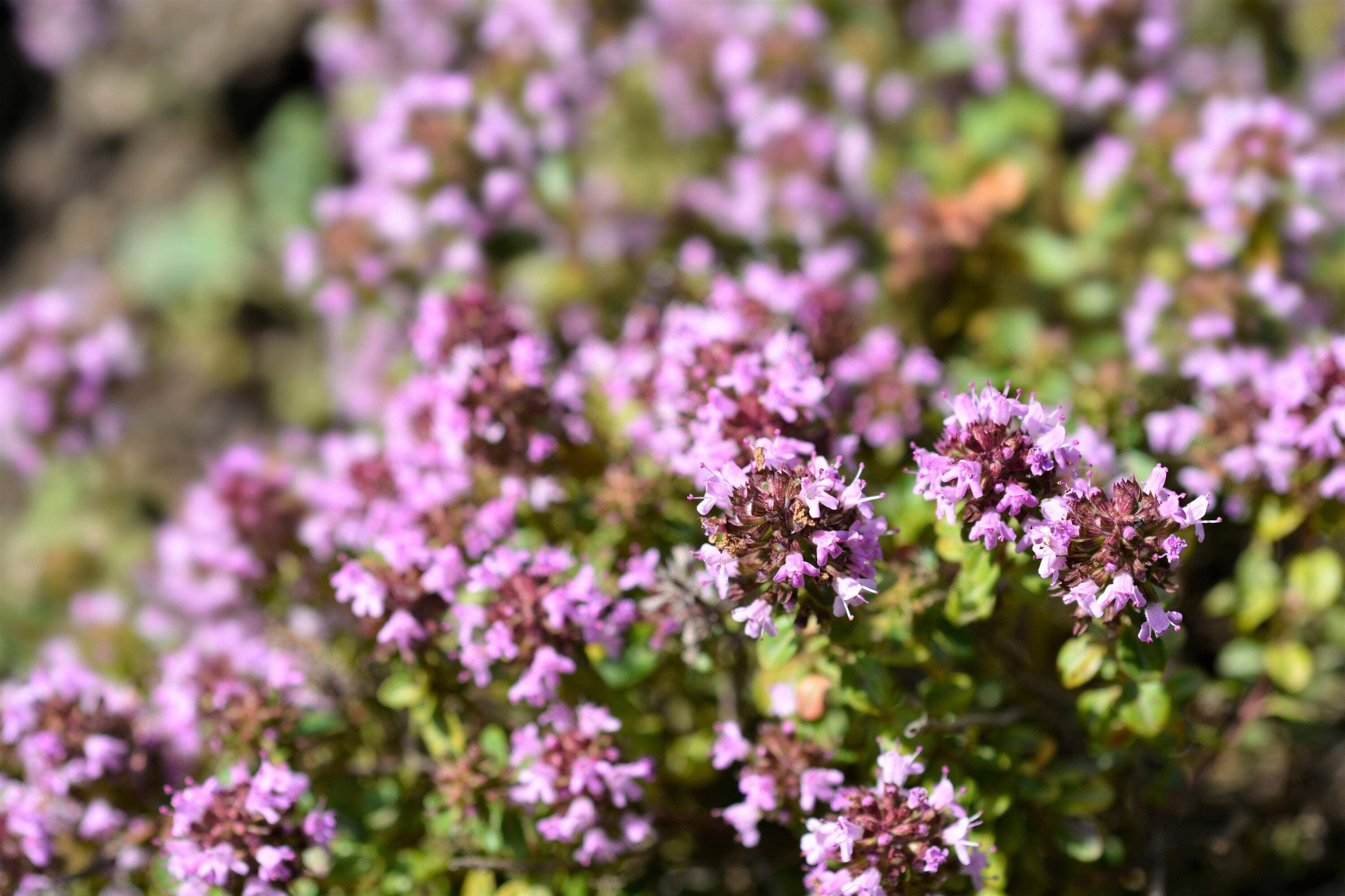 10,000 BULK LEMON THYME Thymus Pulegioides Herb Purple Flower Fragrant Evergreen Seeds