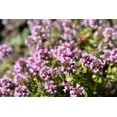 thumbnail image 6 of 1000 LEMON THYME Thymus Pulegioides Herb Purple Flower Fragrant Evergreen Seeds, 6 of 10