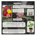 thumbnail image 3 of Semillas Zinnia Elegante Doble Variedado Vita, 3 of 5