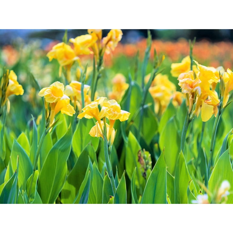 Perennial Yellow Canna Lily - 5 Indian Shot Canna Indica Flower Seeds -  Walmart.com