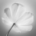 thumbnail image 2 of Frank, Assaf 26x26 White Modern Wood Framed Museum Art Print Titled - Tulip flower, close-up, 2 of 4
