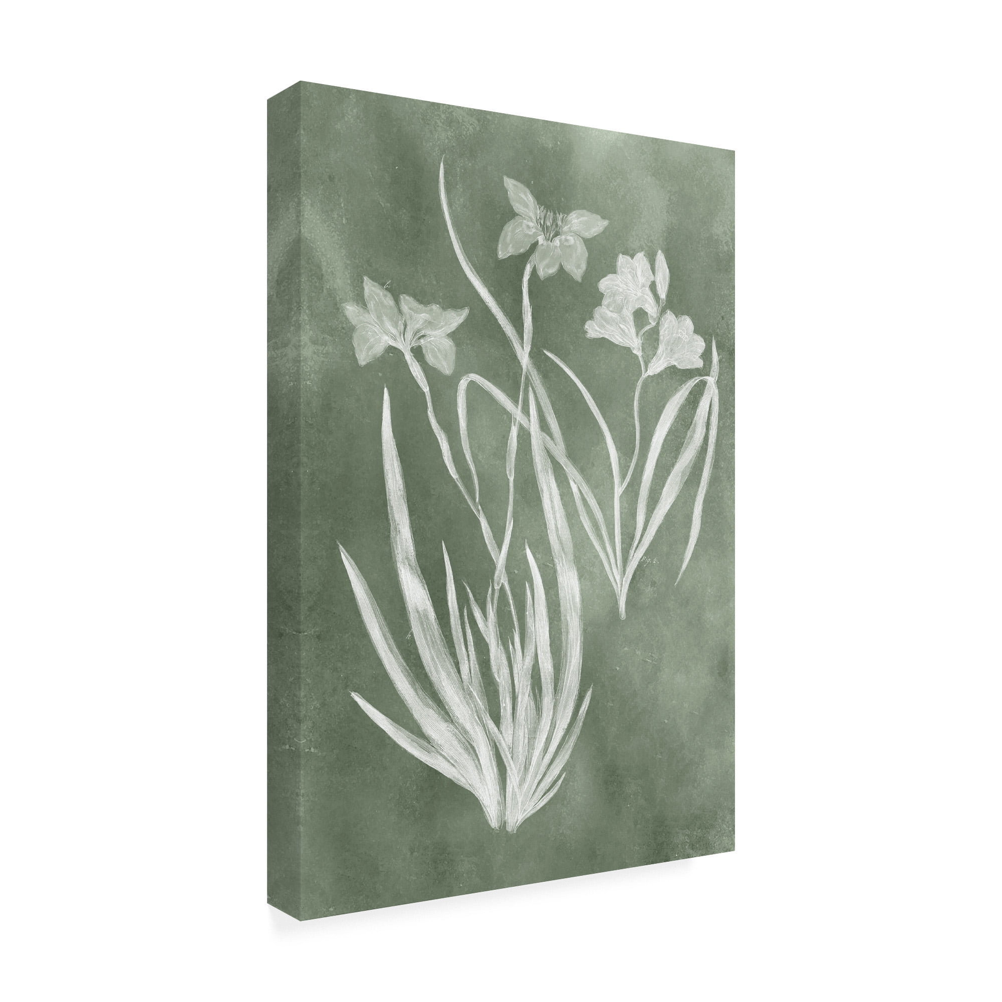 Trademark Fine Art 'Sage Impressions VI' Canvas Art by Vision Studio