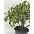 thumbnail image 6 of Florida House Plants 4" Crown of Thorns Live Plants in 4" Pots, Low Maintenance, 6 of 9