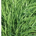 thumbnail image 2 of Garlic Chive Live Plant Bare-Root (5 Count), 2 of 5