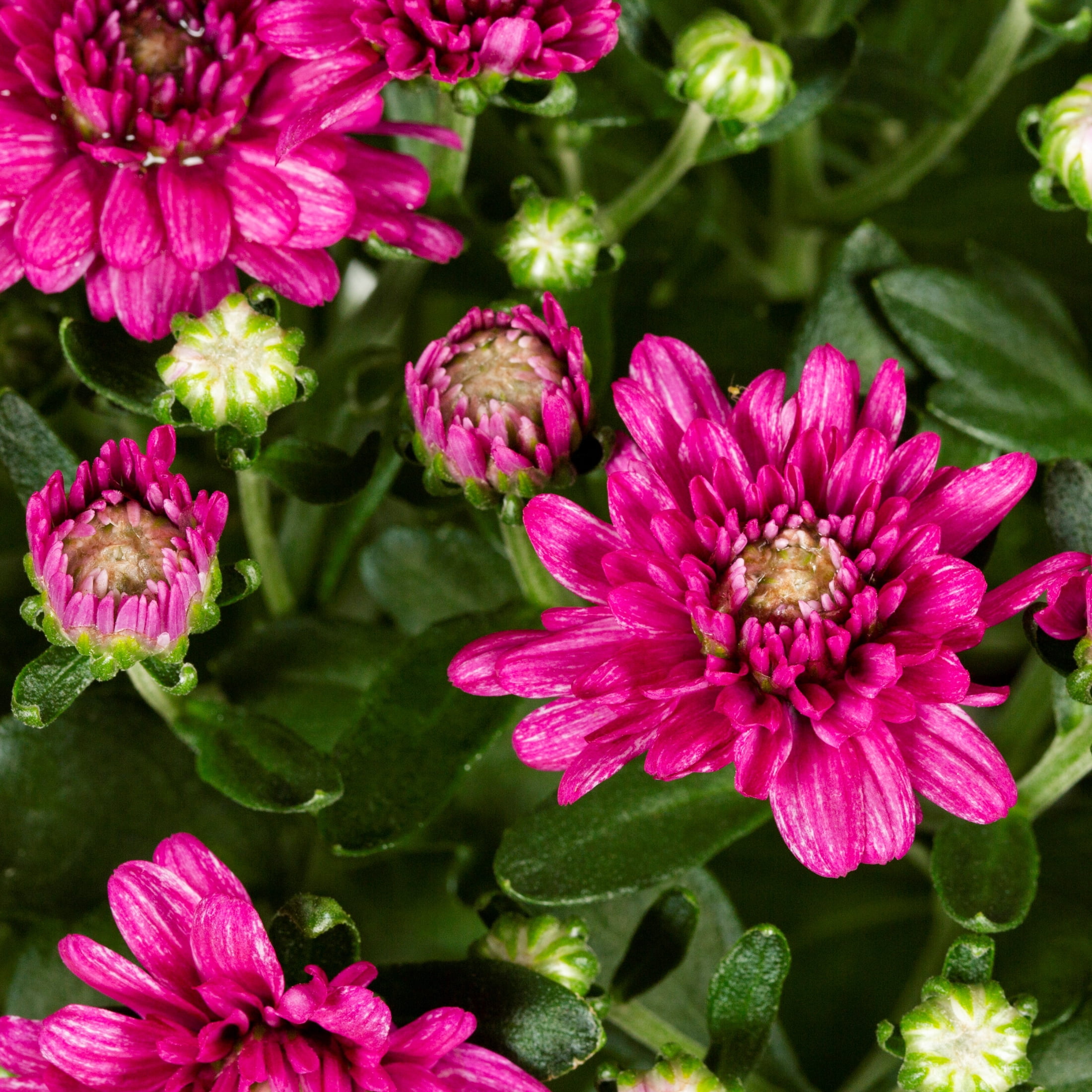 Expert Gardener 3QT Purple Mum Live Plant in Grower Pot
