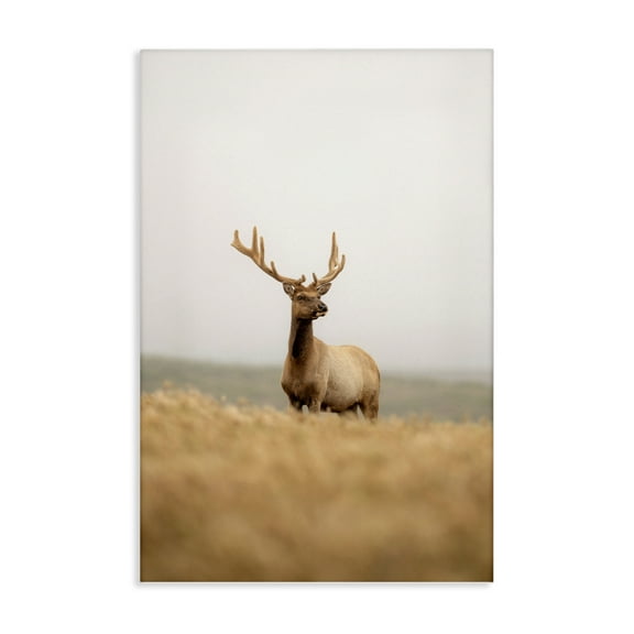 Stupell Industries Stoic Tule Elk Landscape & Nature Photography Wrapped Canvas Art Print Wall Art, 16 x 24