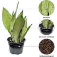 thumbnail image 3 of Live Snake Plant, Sansevieria Moonshine, Indoor Potted Plant, Housewarming Gift, Fully Rooted Houseplant, Office Gift, Birthday Gift, Plant Mom Dad Gift, Thank You Gift in 6" Pot, 3 of 5