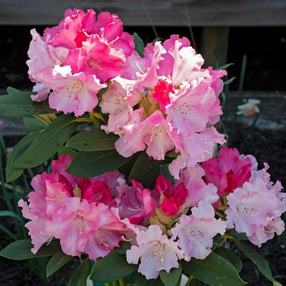 Solidarity Rhododendron–Evergreen Shrub–Vibrant Blooms  2 Gallon
