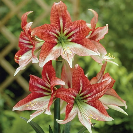 EuroBlooms Amaryllis Value 3-Pack Opal Star with Pots and Soil