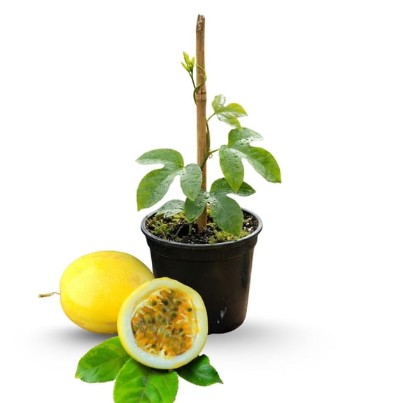 Yellow Passion Fruit Live Plant, Edible Tropical Vine, 6-inch Live Starter Plant for Patio Garden