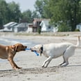 thumbnail image 2 of KONG® SafeStix Durable Dog Toy, Blue, Medium, 2 of 5