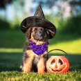 thumbnail image 5 of Fall Halloween Dog Bandanas Reversible 2 Pack Small Orange Black Spider Web Ghost Witch Hat Cute Halloween Pet Bandanas for Dogs Adjustable Triangle Holiday Scarves for Small Medium Boy Girl Dogs, 5 of 6