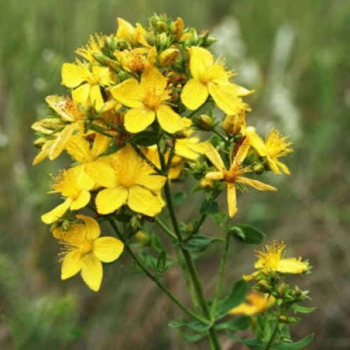 1500 Great SAINT JOHNS WORT St John's Hypericum Pyramidatum Yellow ...