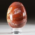 thumbnail image 3 of Polished Petrified Wood Egg from Madagascar (168 grams), 3 of 4