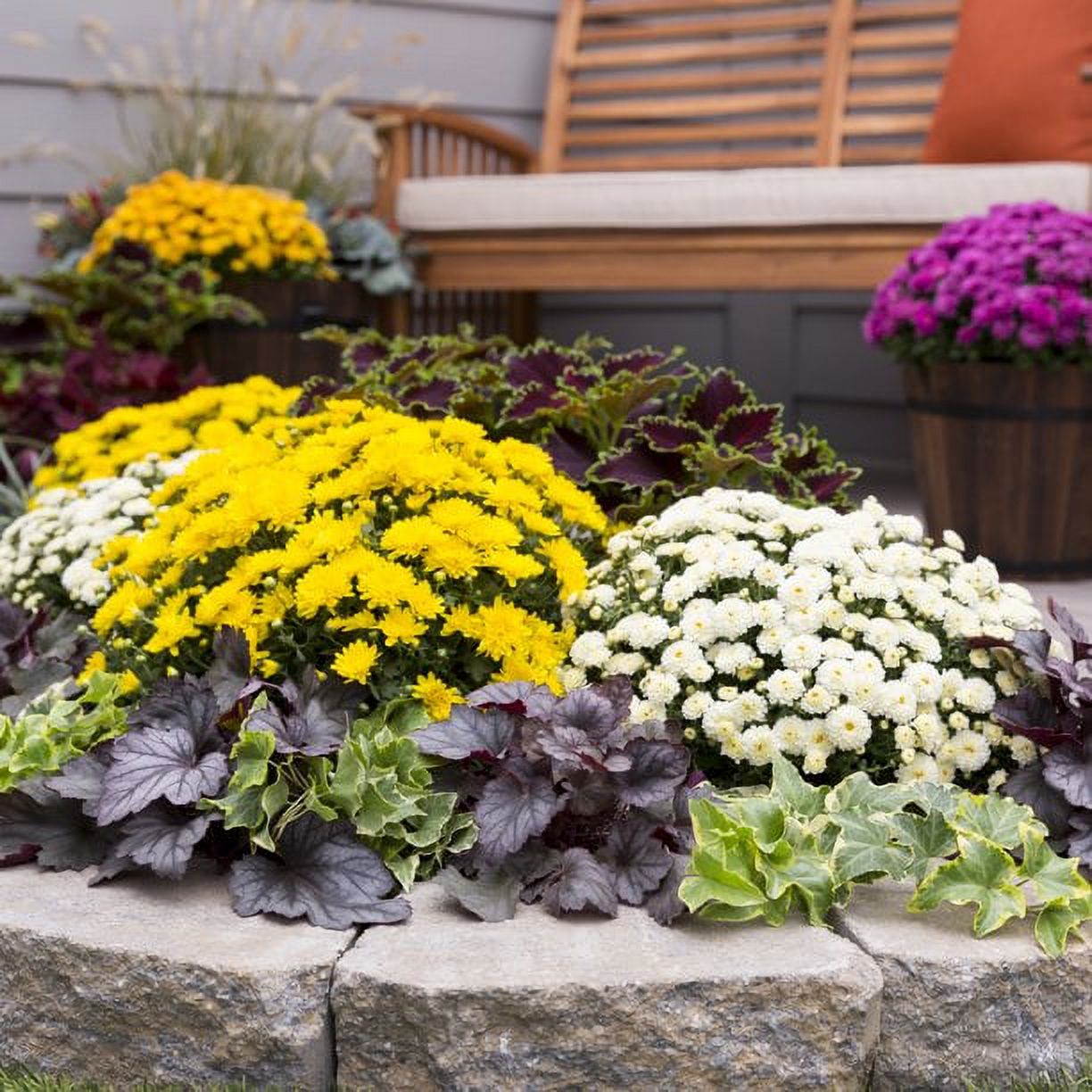 Better Homes & Gardens 2.5G Yellow Mum Live Plant in Bushel Basket Full Sun