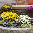 thumbnail image 7 of Expert Gardener 1.0PT Yellow Mum Live Plant in Grower Pot Full Sun, 7 of 7