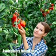 thumbnail image 3 of para Tomates con Cuerda, Clips de Soporte para Plantas, Gancho de Soporte para Tomates para Plantas Trepadoras, para Soporte de Tomates, 3 of 5