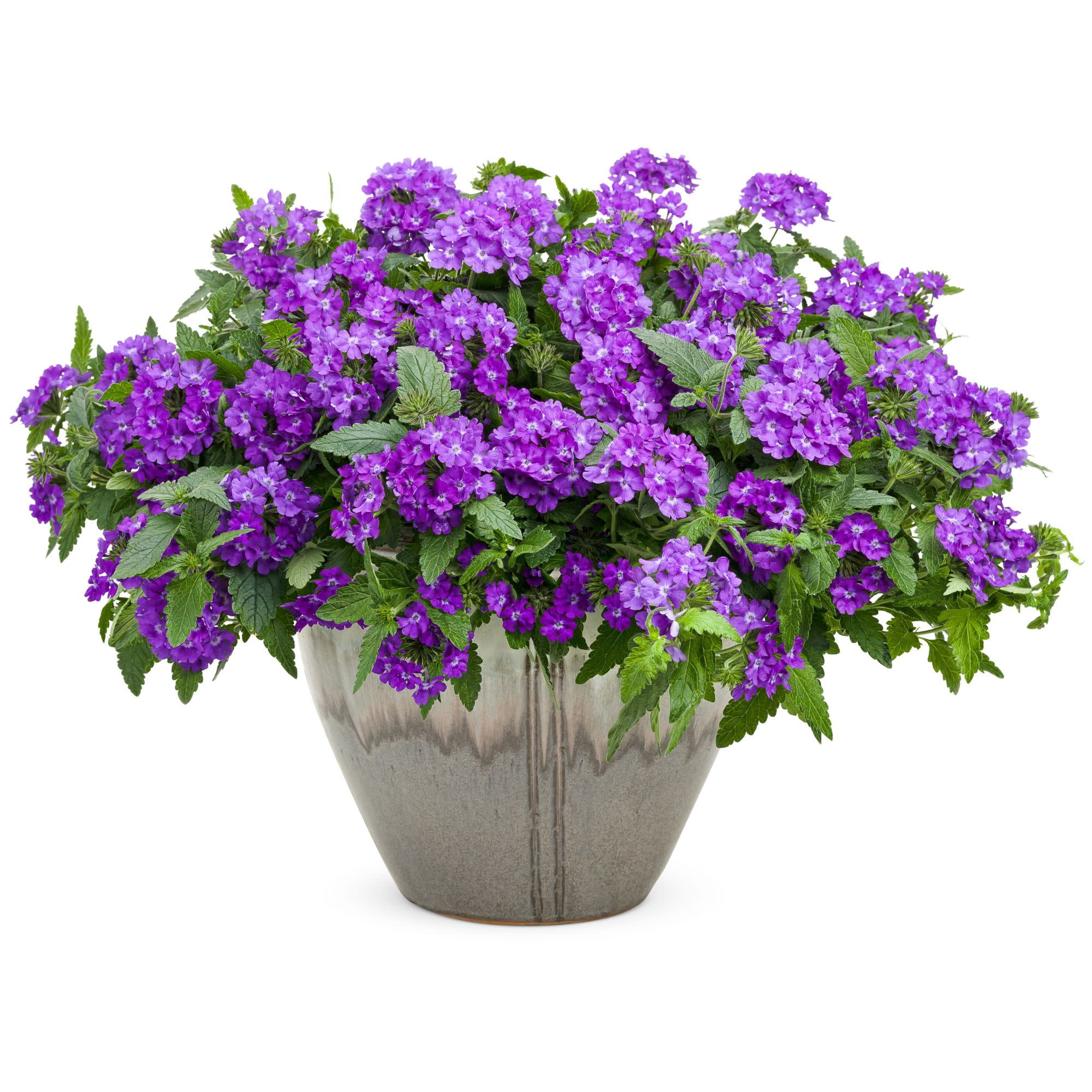 Proven Winners 4" Purple Superbena Violet Ice Verbena Live Plant in 4.25" Pot (4 Count)