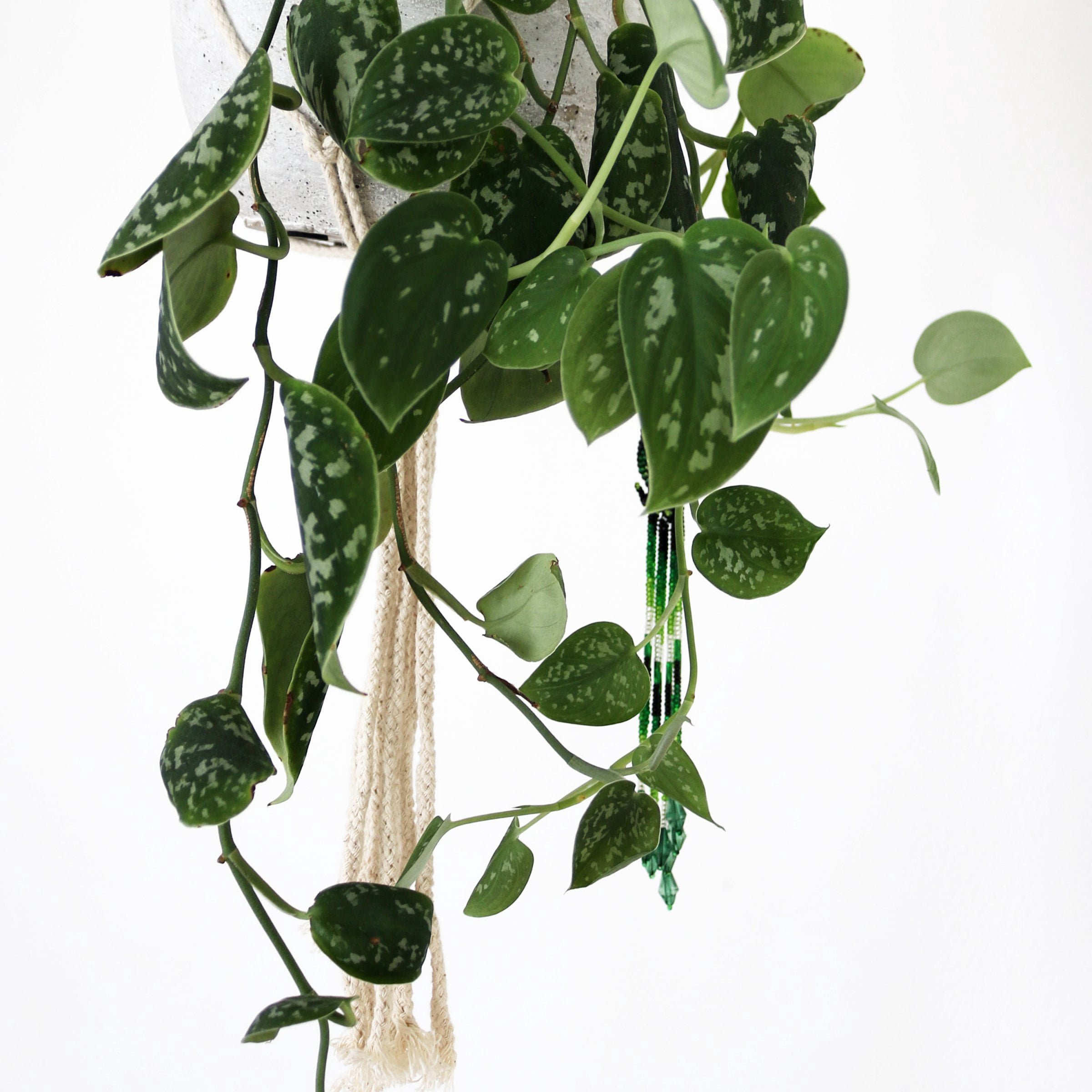 4 in. Scindapsus Pictus Satin Pothos Plant in Grower Container (3-Pack)