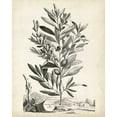 thumbnail image 2 of Munting, Abraham 12x14 White Modern Wood Framed Museum Art Print Titled - Scenic Botanical VI, 2 of 4