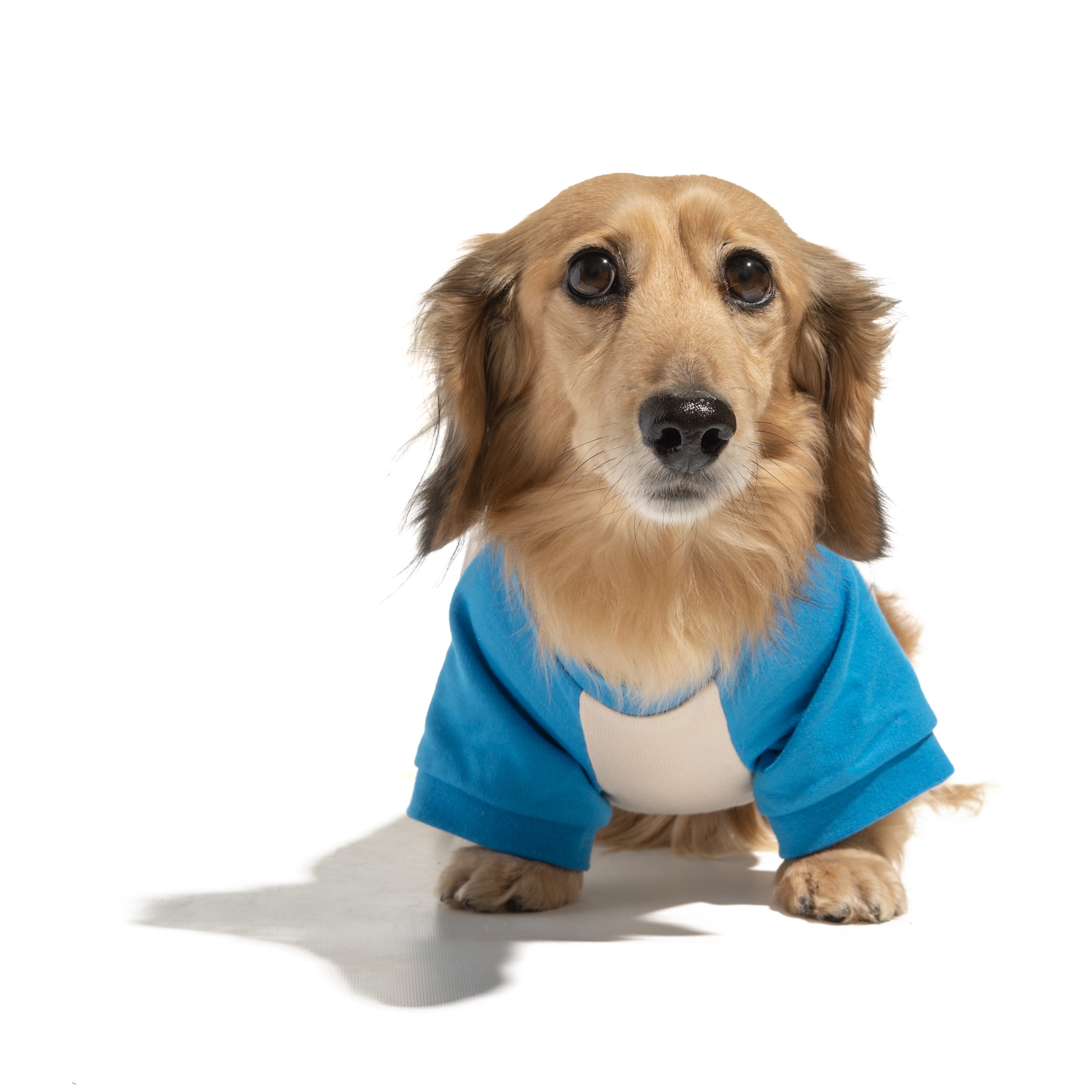 Oodles Blue Love My Human Spring Raglan Dog T-Shirt, Small