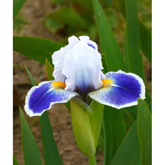 Baby Bruin Dwarf Bearded Iris - 1 Rhizome