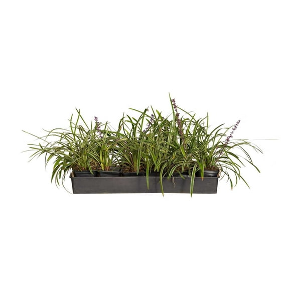 Expert Gardener Variegated Liriope 'Lily Turf' - 18 Pk (3.25 in. Pots) Groundcover - Full Sun to Part Sun Live Plant
