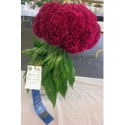 Giant Red Celosia Cockscomb from Monticello Premium Seeds Packet