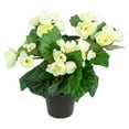 thumbnail image 3 of Northlight 11" Cream Potted Silk Begonia Spring Artificial Floral Arrangement, 3 of 5