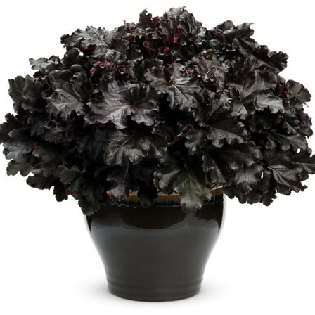 Primo® Black Pearl Coral Bells