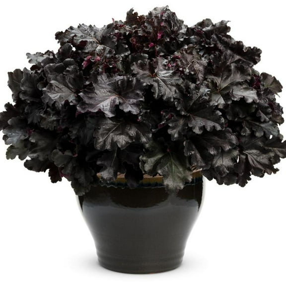 Primo® Black Pearl Coral Bells