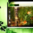 thumbnail image 3 of Aquarium Chauffe-Poissons Chauffe-Tortue Submersible avec Régulateur de Température Externe 100W, 3 of 5