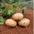 True Jicama Seed Mexican MMF7 Yam Bean Root Potato Seed 15 Seeds