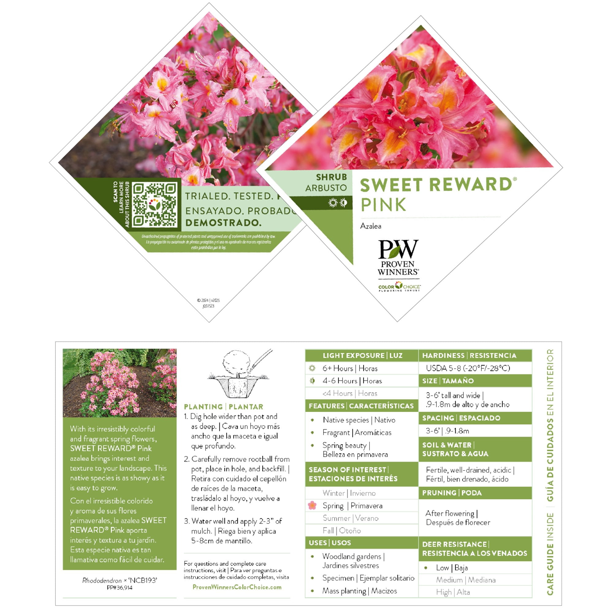 Proven Winners ColorChoice 5" Sweet Reward Pink Azalea Live Plant in 4.5" Pot (4 Count)