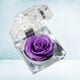 thumbnail image 2 of 1 flor de rosa fresca preservada en cúpula de cristal con decoración de cinta, regalo de rosa para el aniversario del día de San Valentín, cumpleaños (morado pálido), 2 of 4