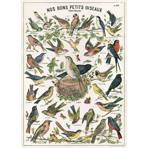 Cavallini Papier Décoratif - Nos Bons Petits Oiseaux 20 Pouces"x28 Pouces" Feuille