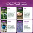 thumbnail image 2 of Created By Nature English Lavender Seeds, 3,000 Purple Perennial Wildflower Seeds, 2 of 6