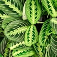 thumbnail image 4 of Live Lemon Lime Prayer Plant - 4" Decorative Holiday Pot, 4 of 5