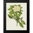 thumbnail image 2 of Wild Apple Portfolio 15x18 Black Modern Framed Museum Art Print Titled - Herbal Botanical IX Flower, 2 of 5